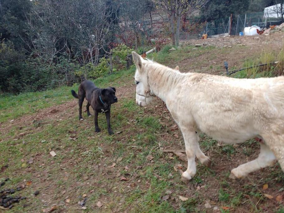 Cottage Eco-Friendly Barcelona Country Side La Garriga Ngoại thất bức ảnh
