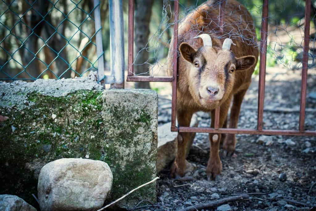 Cottage Eco-Friendly Barcelona Country Side La Garriga Ngoại thất bức ảnh