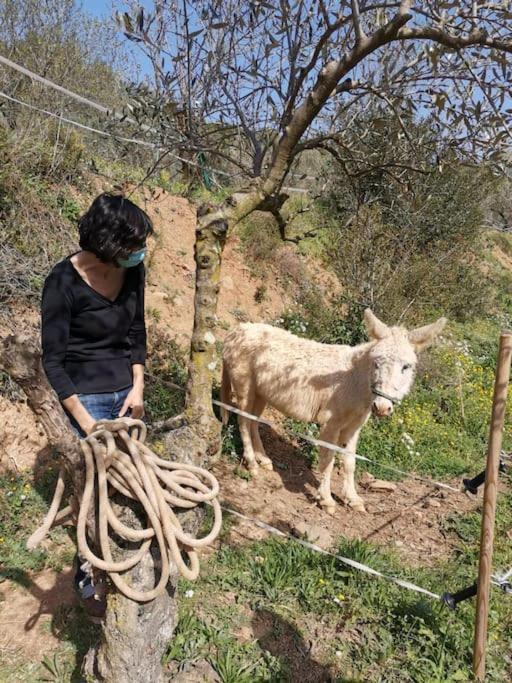 Cottage Eco-Friendly Barcelona Country Side La Garriga Ngoại thất bức ảnh